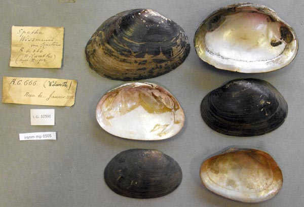 specimen