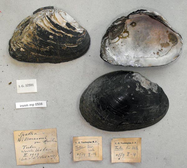 specimen