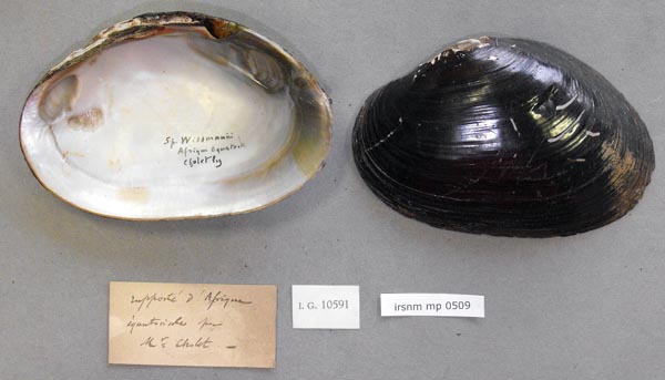 specimen