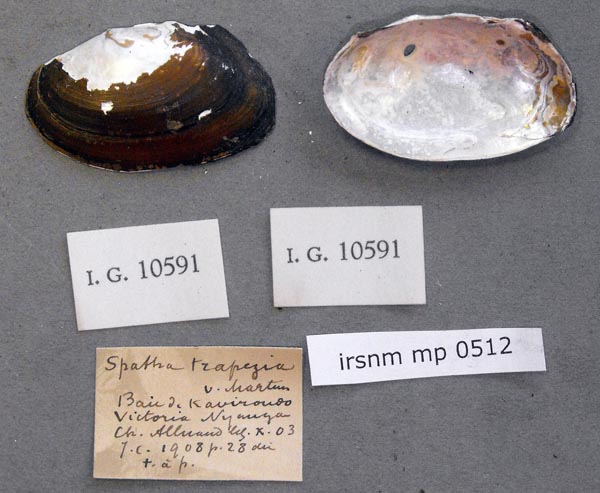 specimen