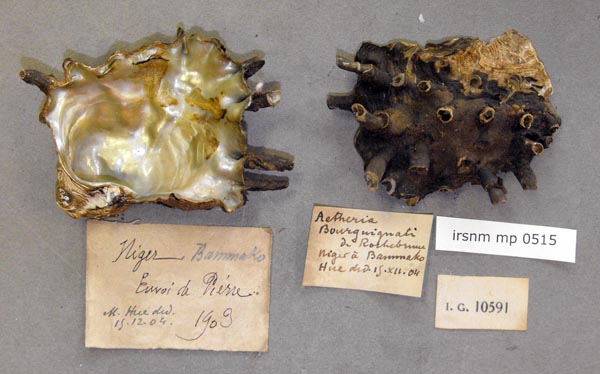 specimen