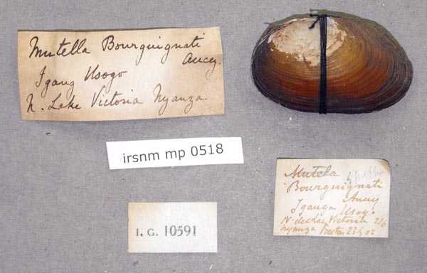 specimen