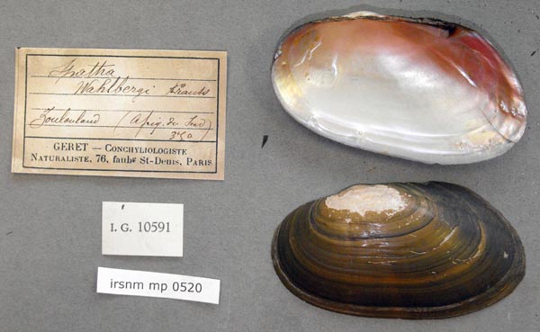 specimen