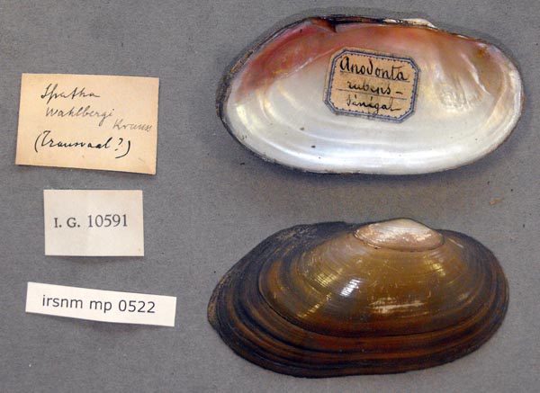 specimen