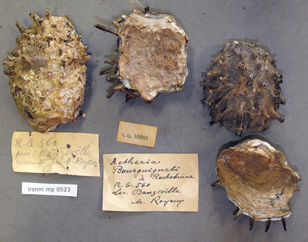 specimen