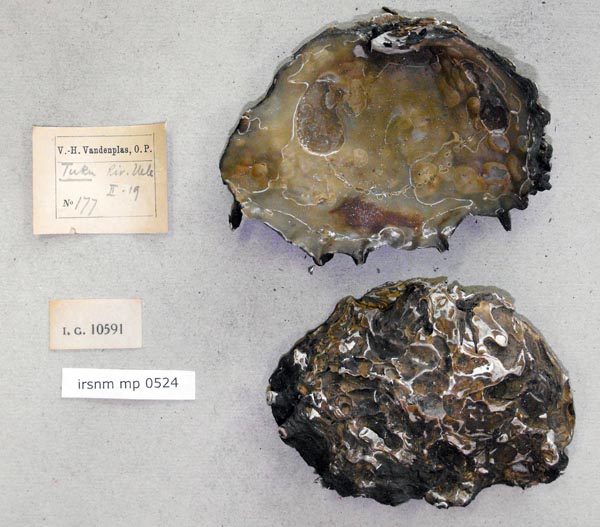 specimen