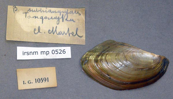 specimen