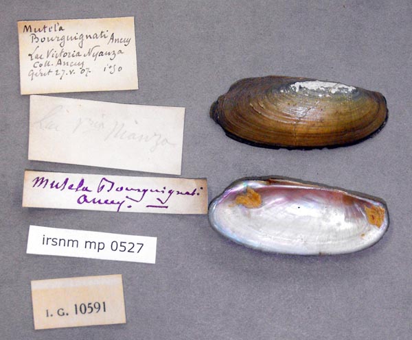 specimen
