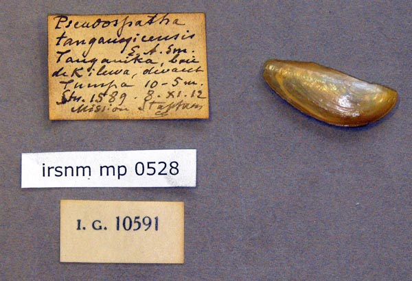 specimen