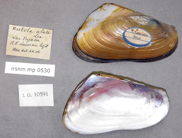 specimen