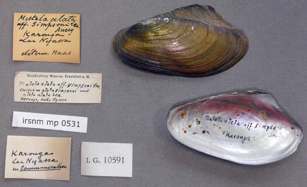 specimen
