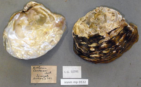 specimen