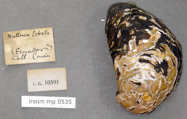 specimen
