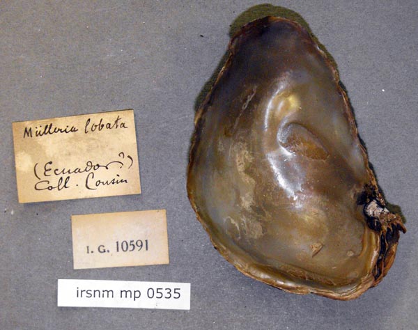 specimen