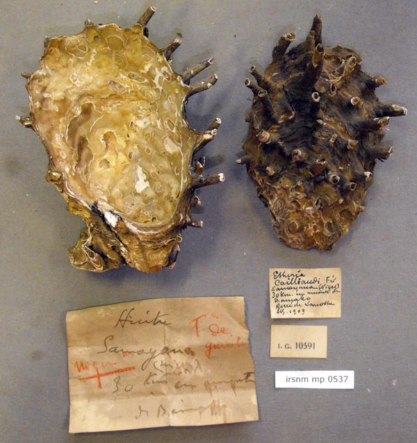 specimen