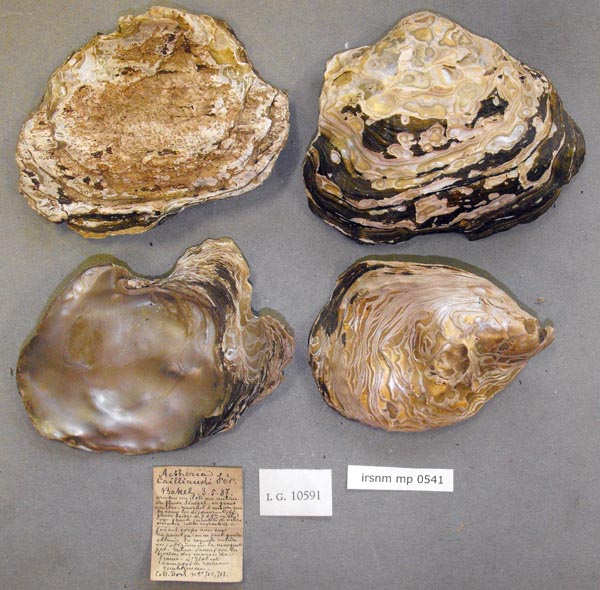 specimen