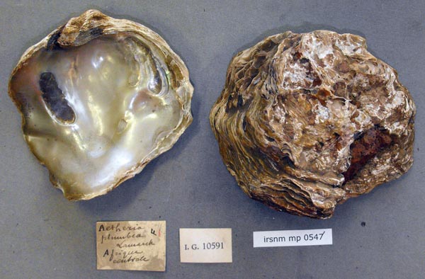 specimen
