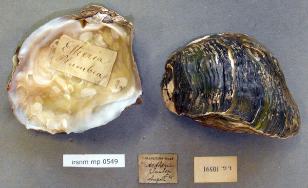 specimen