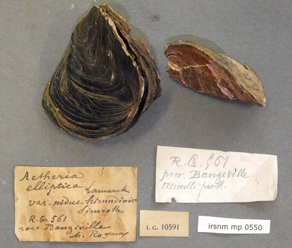specimen