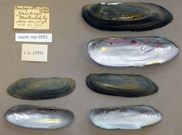 specimen