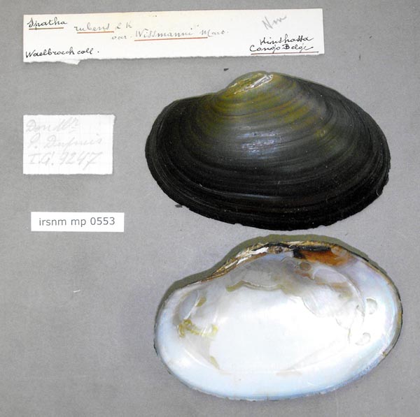 specimen
