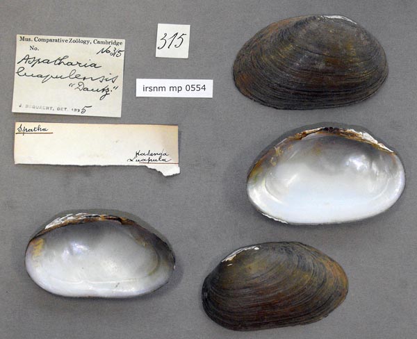specimen