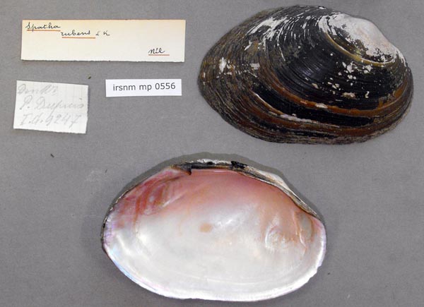 specimen