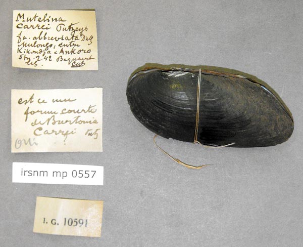 specimen