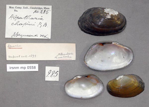 specimen