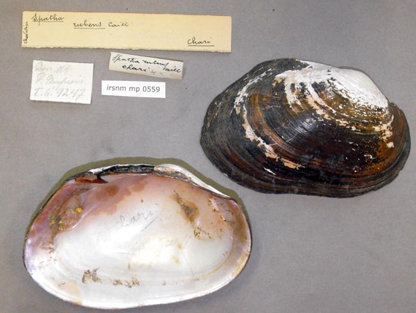 specimen