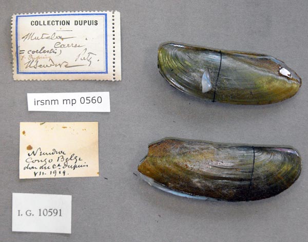 image of lot IRSNB_MP_0560 image of lot IRSNB_MP_0560