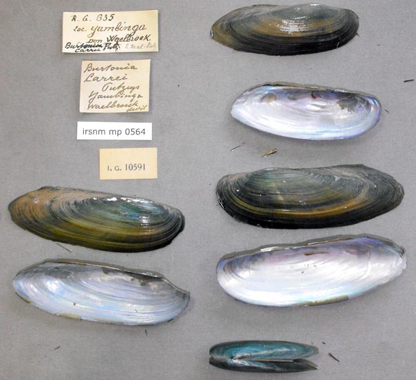 specimen