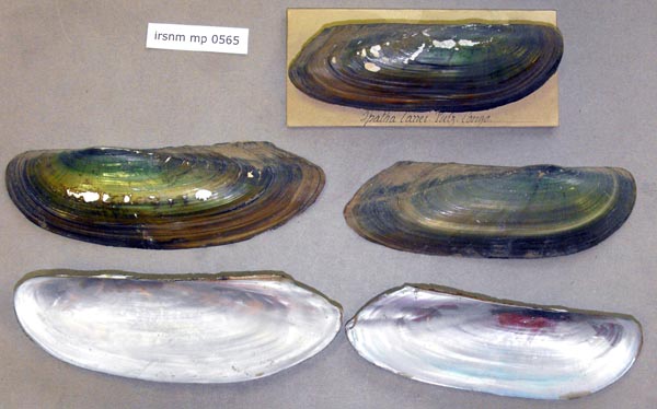 specimen
