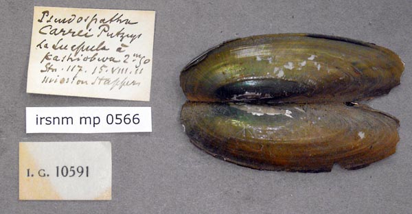 specimen