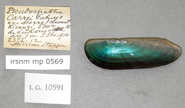specimen