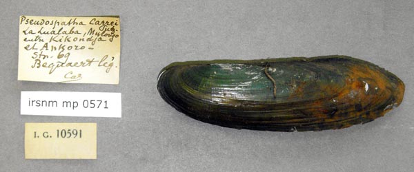 specimen