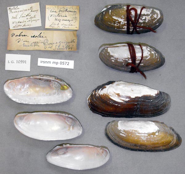 specimen