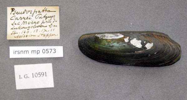 specimen