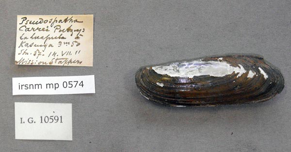 specimen