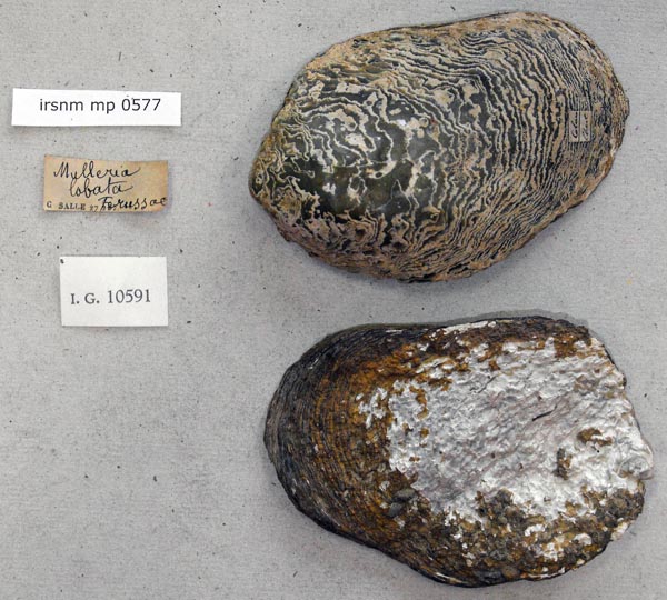 specimen