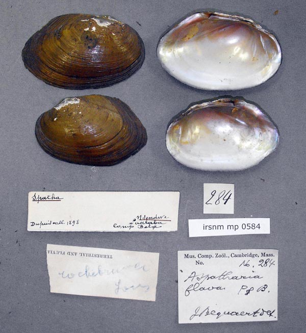 specimen