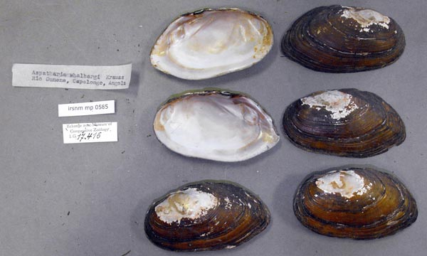 image of lot IRSNB_MP_0585 image of lot IRSNB_MP_0585