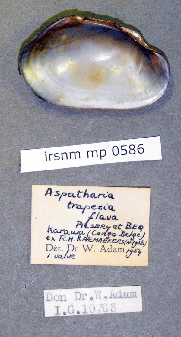 specimen