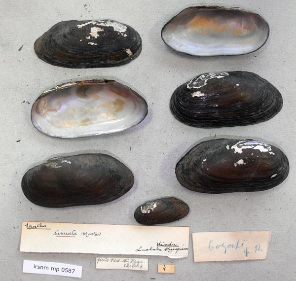 specimen