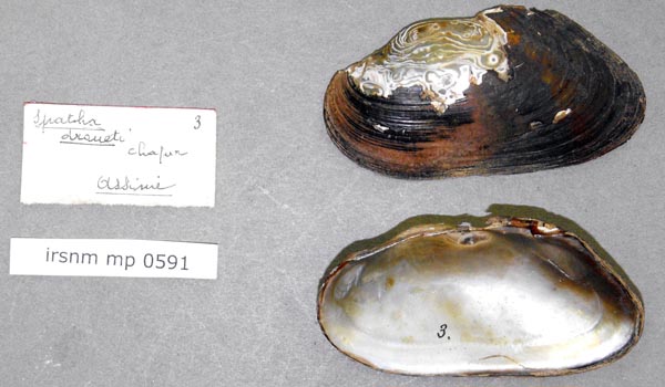 image of lot IRSNB_MP_0591 image of lot IRSNB_MP_0591