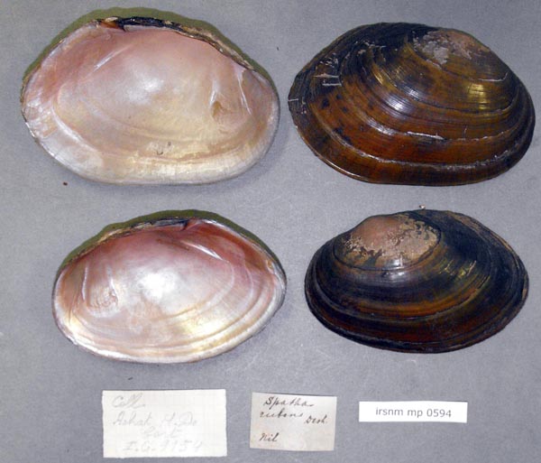 specimen