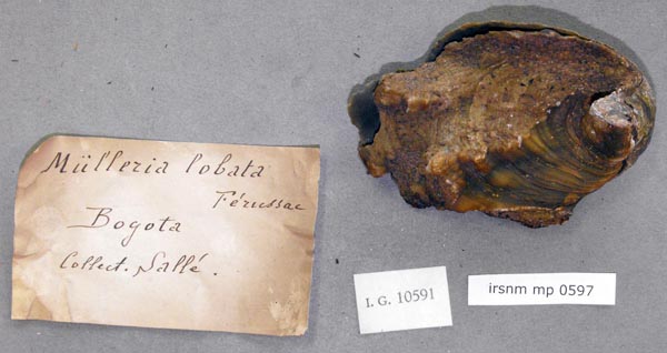 specimen