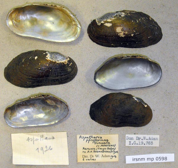 specimen