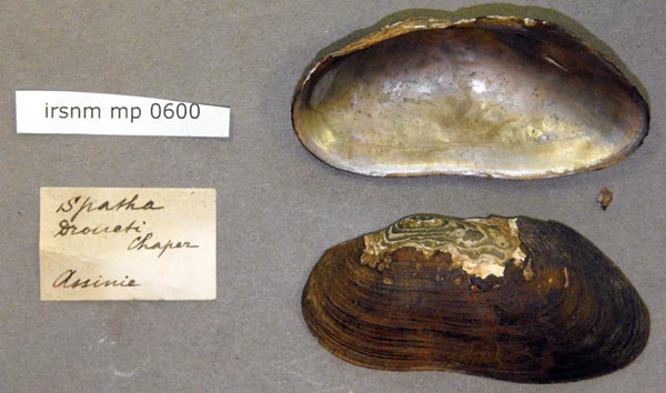 image of lot IRSNB_MP_0600 image of lot IRSNB_MP_0600