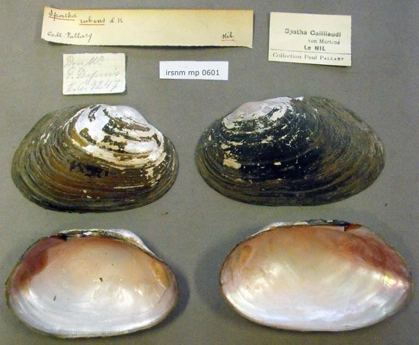 specimen